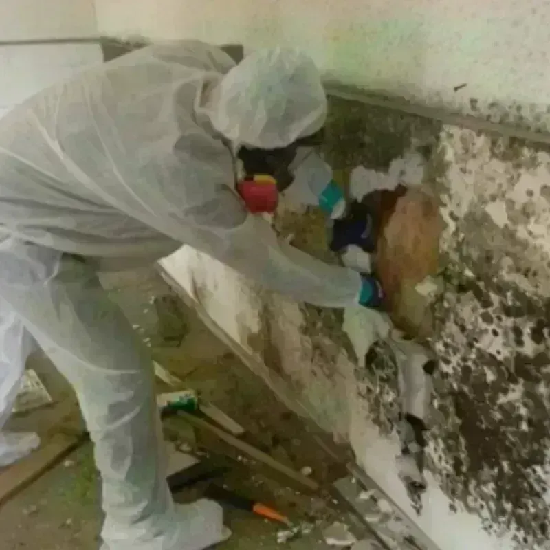 Mold Remediation and Removal in Akron, IA